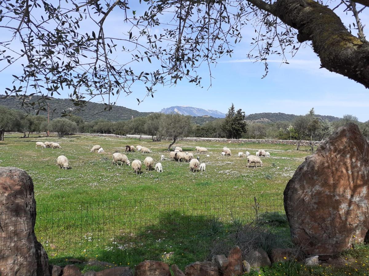 Bed&Breakfast Pira pinta Dorgali Bagian luar foto