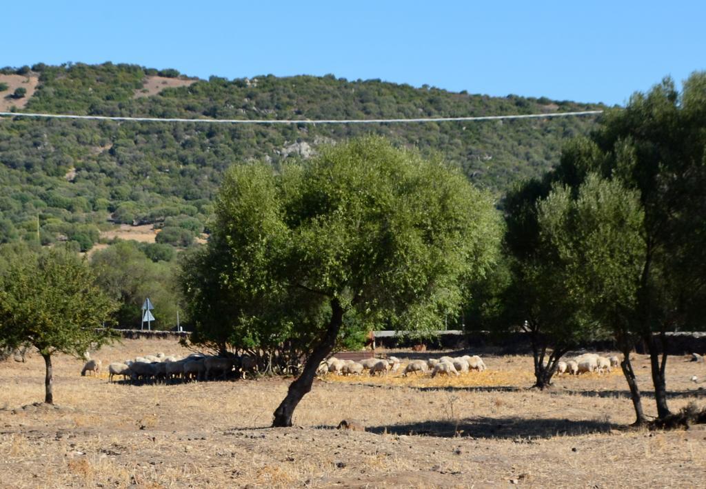 Bed&Breakfast Pira pinta Dorgali Ruang foto